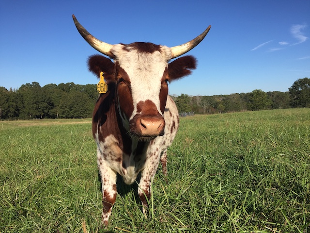 heritage-livestock-breeds
